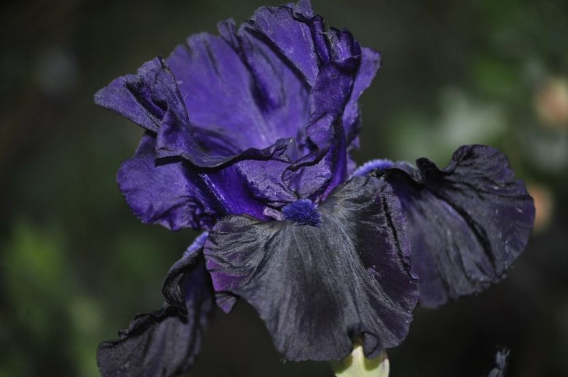 _DSC0225 - PRIMAVARA 2021_4