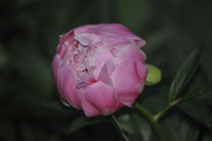 _DSC0230 - PRIMAVARA 2021_4