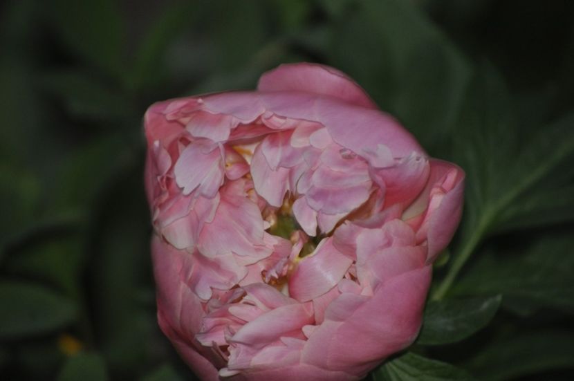 _DSC0231 - PRIMAVARA 2021_4