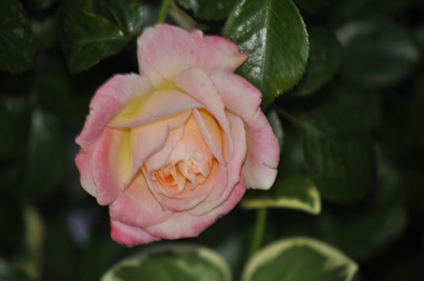 _DSC0232 - PRIMAVARA 2021_4