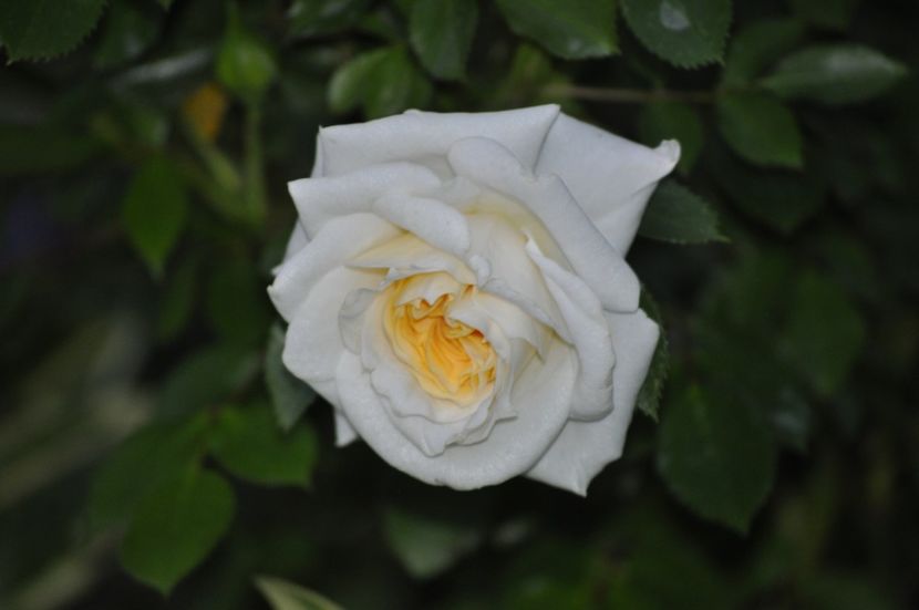 _DSC0233 - PRIMAVARA 2021_4