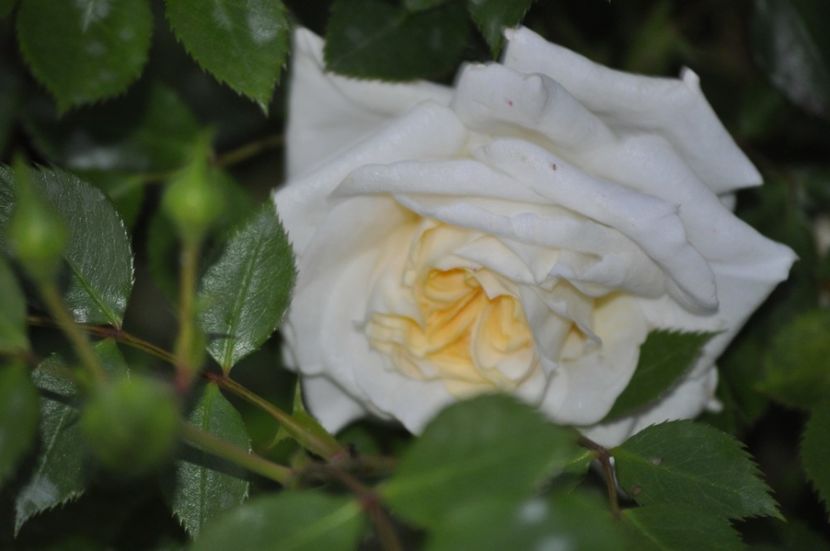 _DSC0234 - PRIMAVARA 2021_4