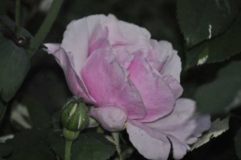 _DSC0238 - PRIMAVARA 2021_4