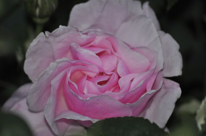 _DSC0239 - PRIMAVARA 2021_4