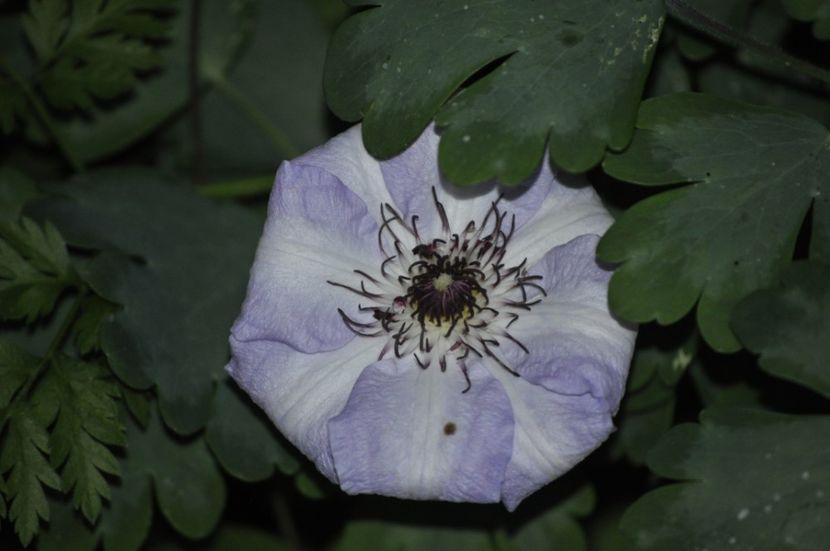 _DSC0240 - PRIMAVARA 2021_4