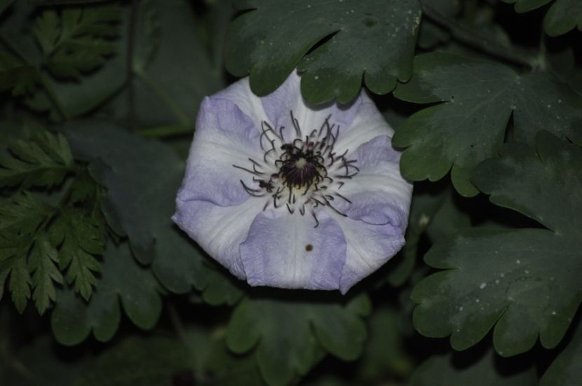 _DSC0243 - PRIMAVARA 2021_4