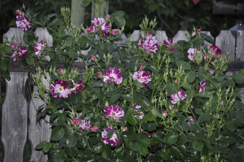 _DSC0245 - PRIMAVARA 2021_4