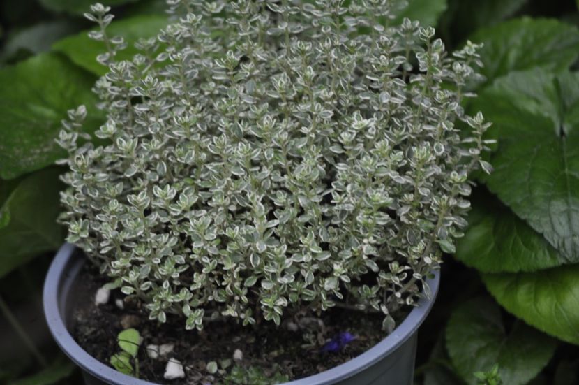 _DSC0246 - PRIMAVARA 2021_4