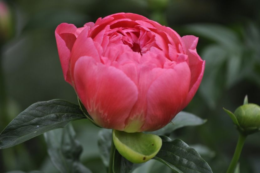 _DSC0247 - PRIMAVARA 2021_4