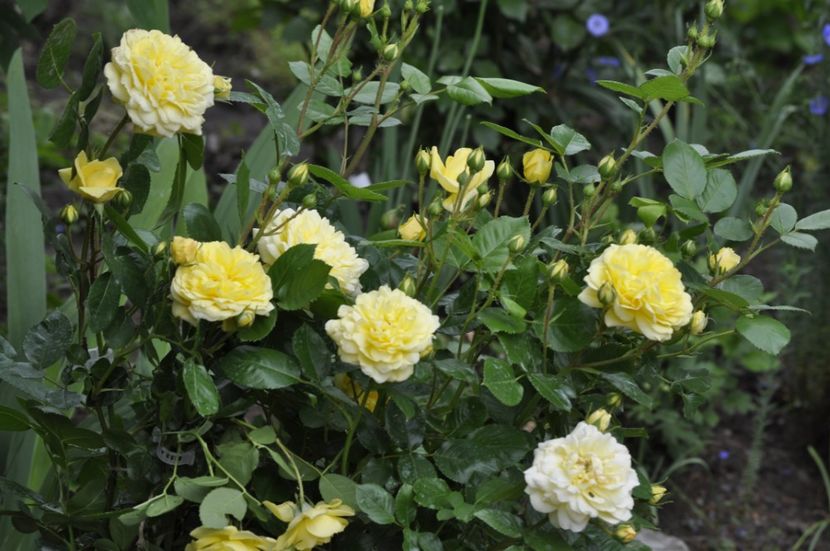 _DSC0251 - PRIMAVARA 2021_4