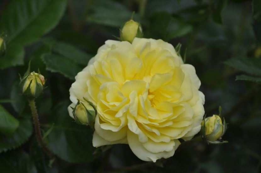 _DSC0252 - PRIMAVARA 2021_4