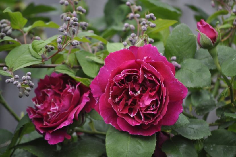 _DSC0253 - PRIMAVARA 2021_4