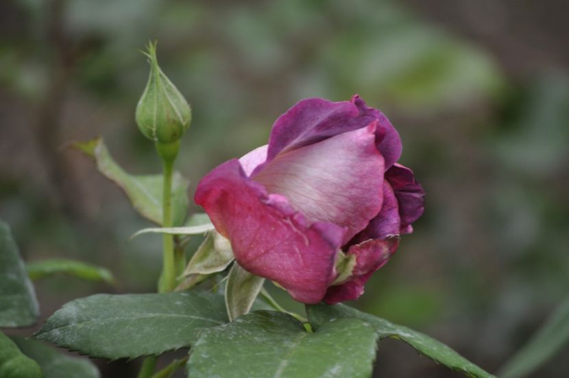 _DSC0256 - PRIMAVARA 2021_4