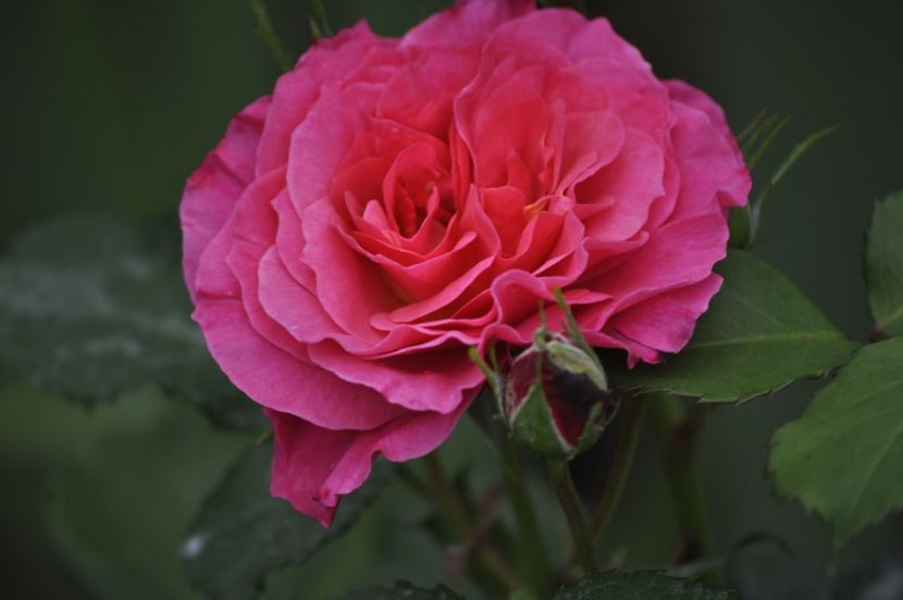 _DSC0257 - PRIMAVARA 2021_4