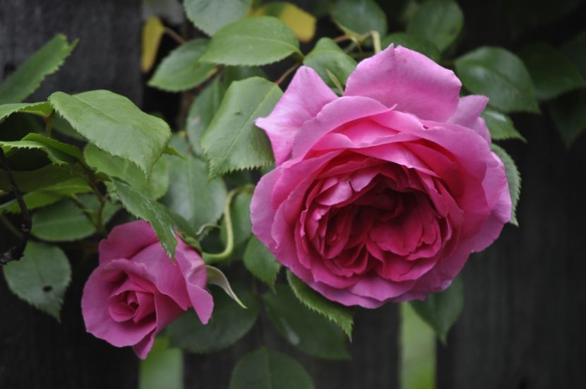 _DSC0258 - PRIMAVARA 2021_4