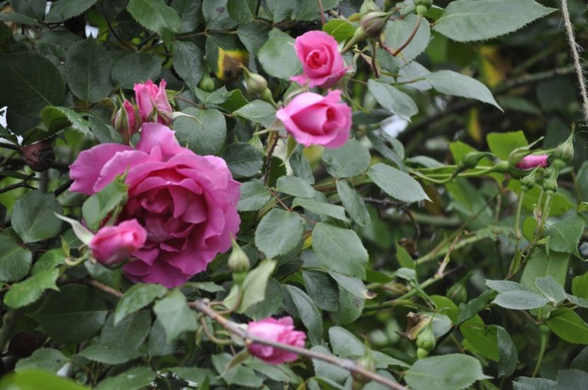 _DSC0260 - PRIMAVARA 2021_4