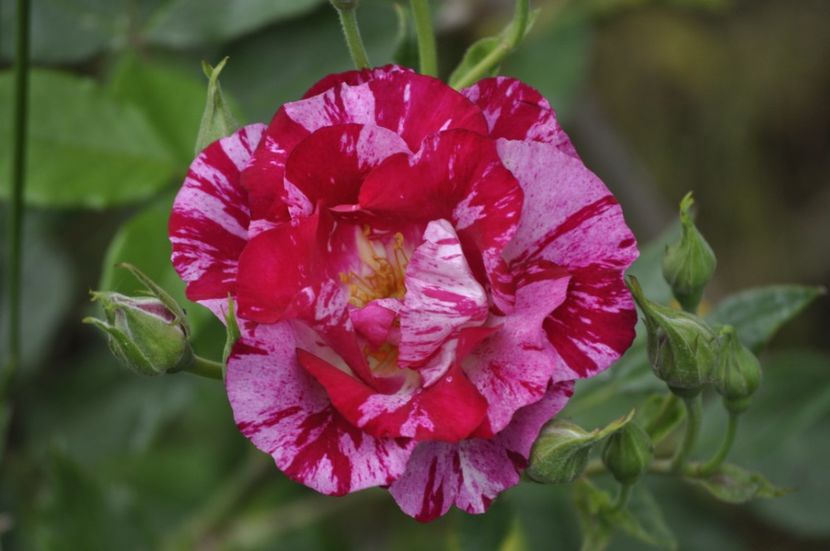 _DSC0262 - PRIMAVARA 2021_4