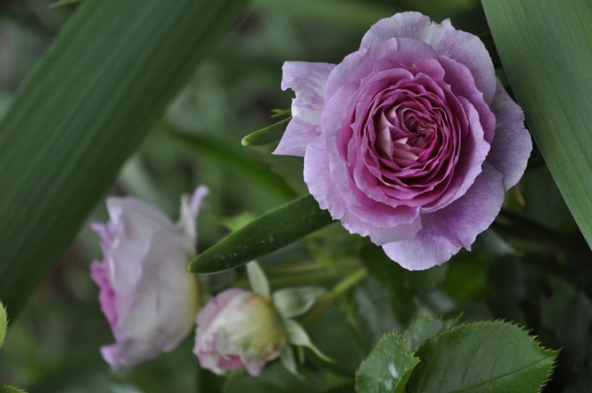 _DSC0263 - PRIMAVARA 2021_4