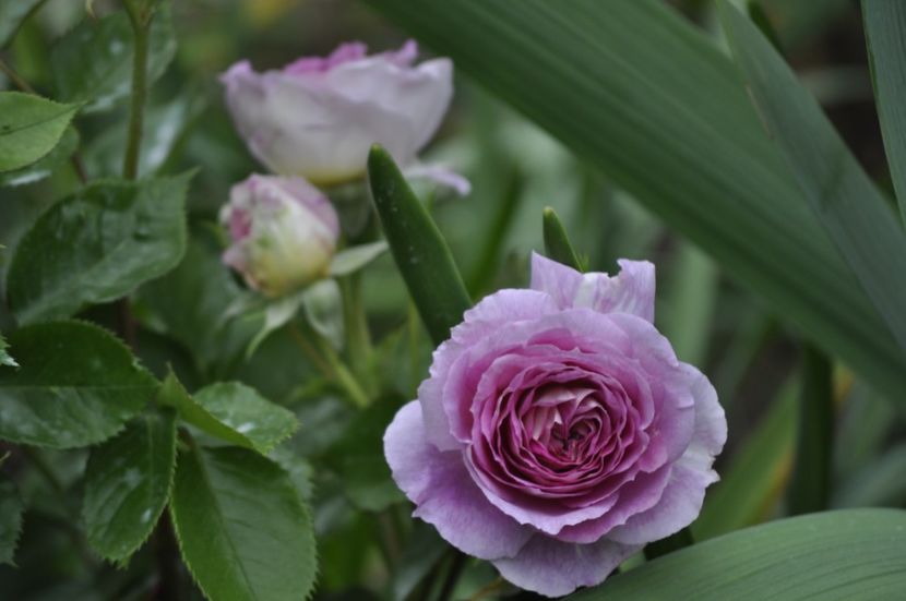 _DSC0267 - PRIMAVARA 2021_4