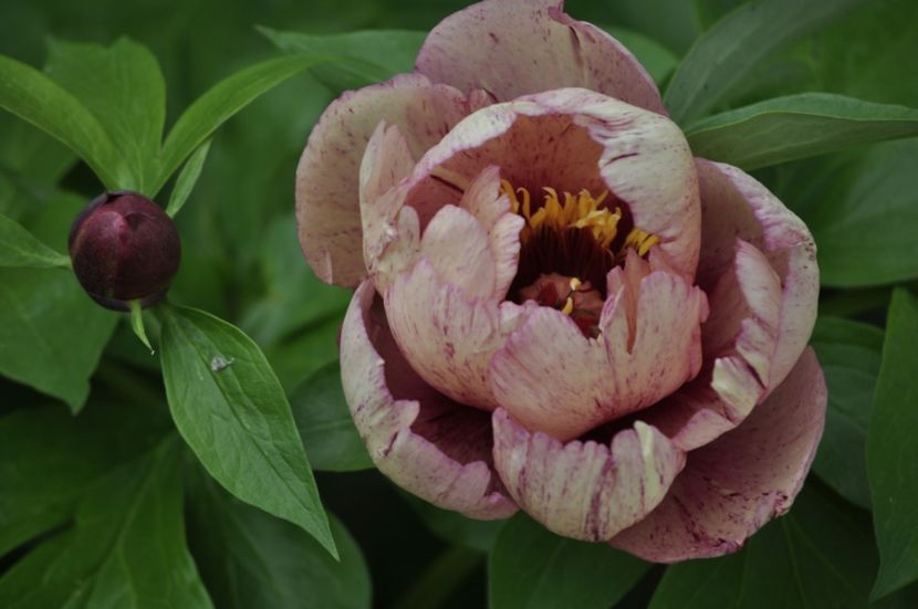 _DSC0299 - PRIMAVARA 2021_4