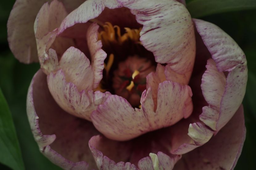 _DSC0301 - PRIMAVARA 2021_4