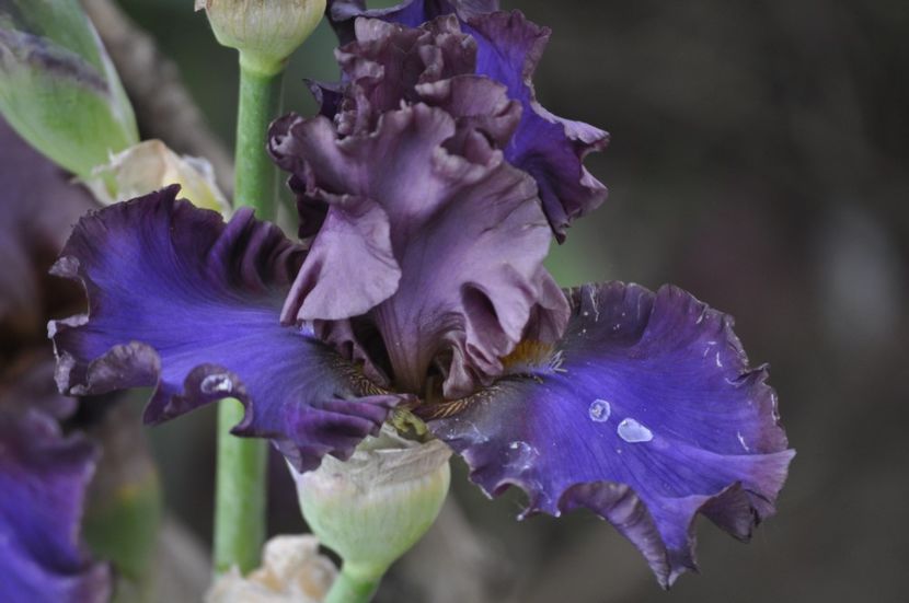 _DSC0309 - PRIMAVARA 2021_4