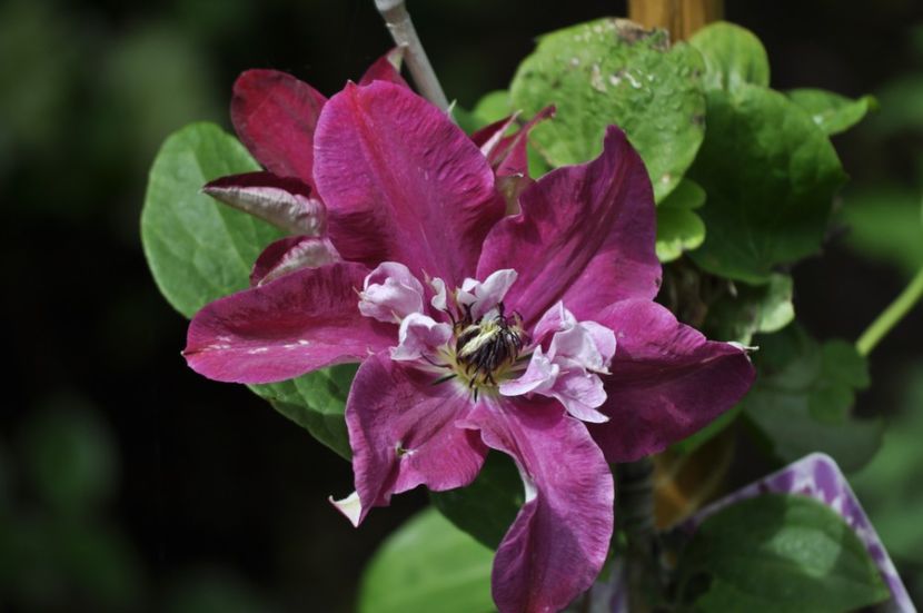 _DSC0318 - PRIMAVARA 2021_4