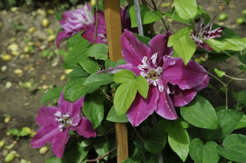 _DSC0319 - PRIMAVARA 2021_4