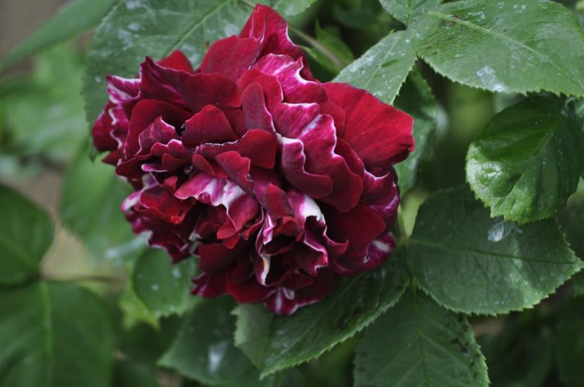 _DSC0320 - PRIMAVARA 2021_4