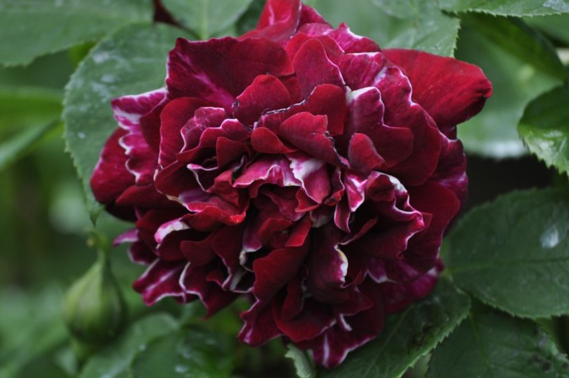 _DSC0323 - PRIMAVARA 2021_4