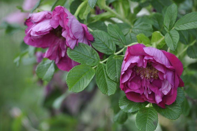 _DSC0325 - PRIMAVARA 2021_4