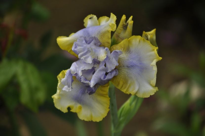 _DSC0326 - PRIMAVARA 2021_4