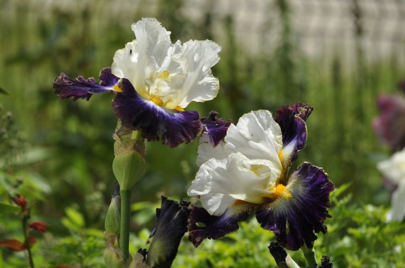 _DSC0328 - PRIMAVARA 2021_4