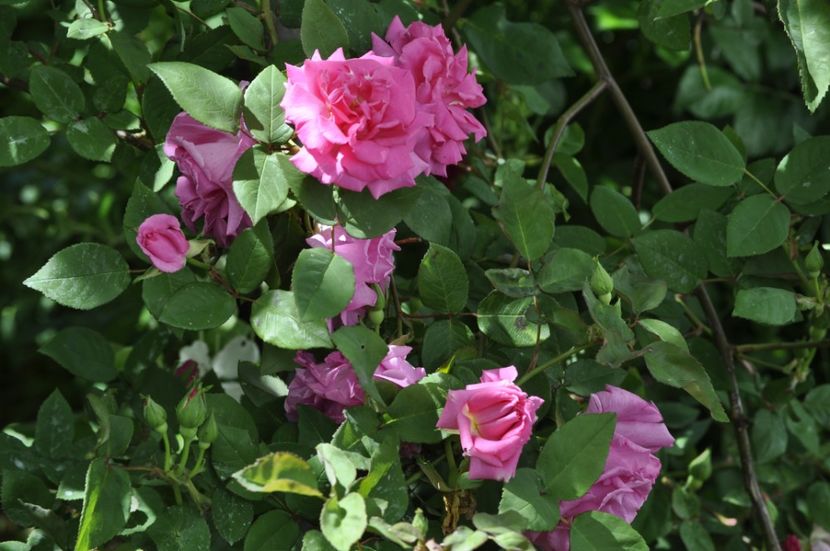 _DSC0330 - PRIMAVARA 2021_4