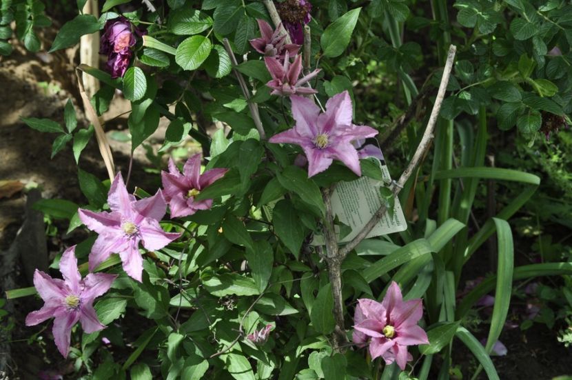 _DSC0331 - PRIMAVARA 2021_4