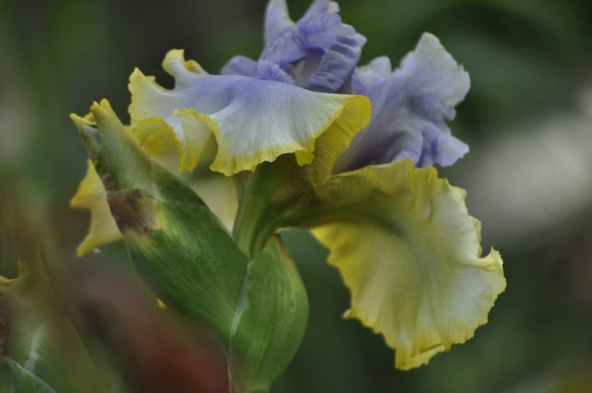 _DSC0334 - PRIMAVARA 2021_4