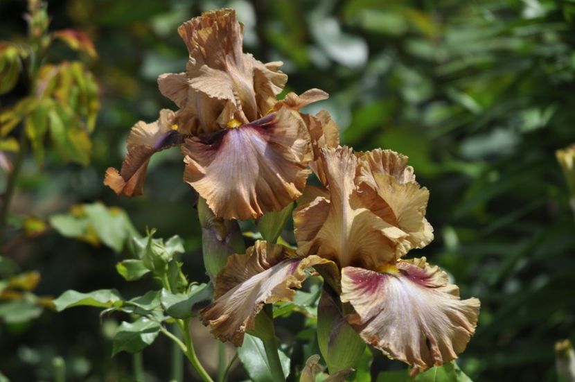 _DSC0336 - PRIMAVARA 2021_4