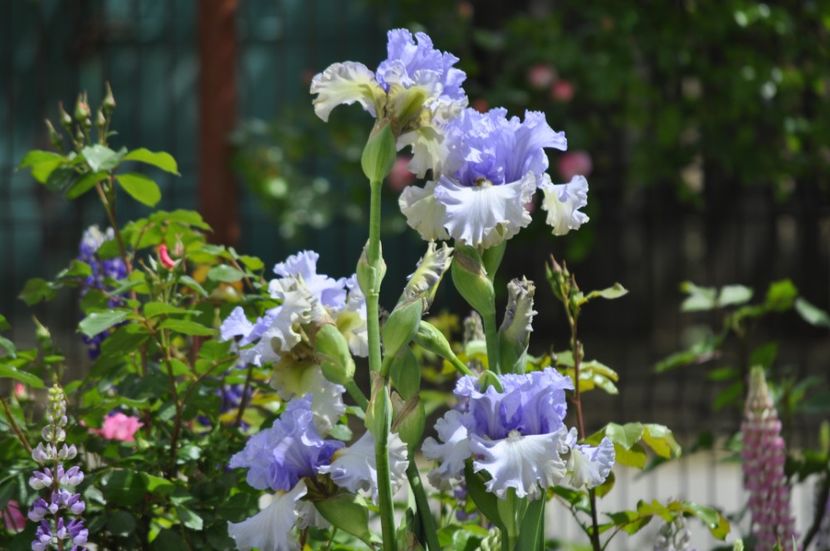 _DSC0338 - PRIMAVARA 2021_4