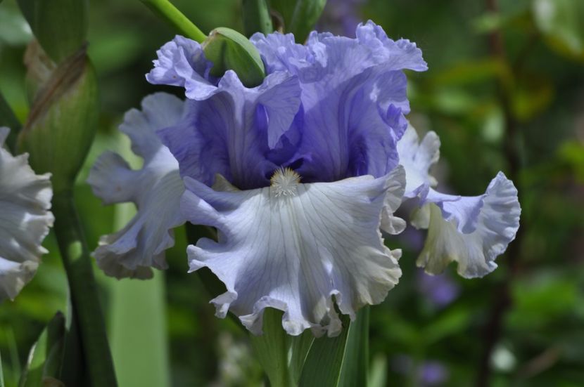 _DSC0339 - PRIMAVARA 2021_4