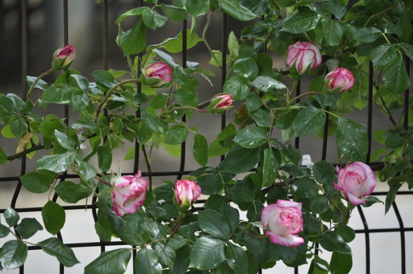 _DSC0342 - PRIMAVARA 2021_4