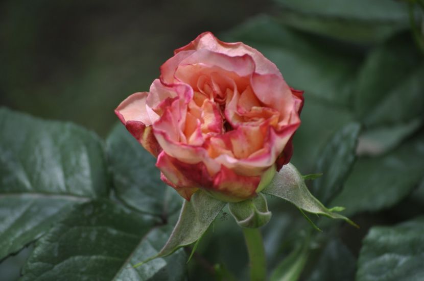 _DSC0346 - PRIMAVARA 2021_4