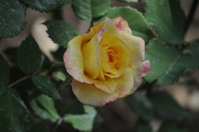 _DSC0348 - PRIMAVARA 2021_4