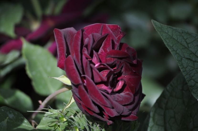 _DSC0349 - PRIMAVARA 2021_4