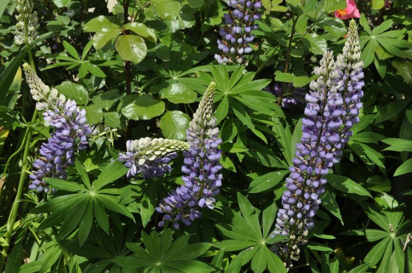 _DSC0351 - PRIMAVARA 2021_4