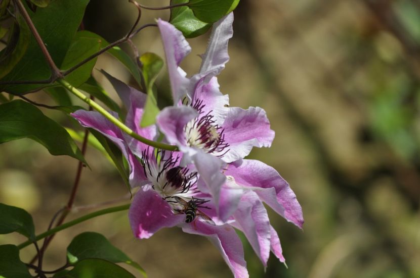 _DSC0354 - PRIMAVARA 2021_4