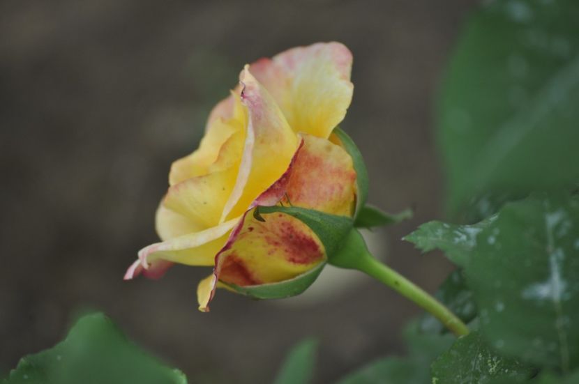 _DSC0357 - PRIMAVARA 2021_4