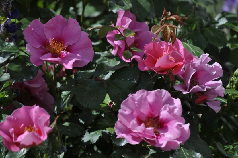 _DSC0361 - PRIMAVARA 2021_4