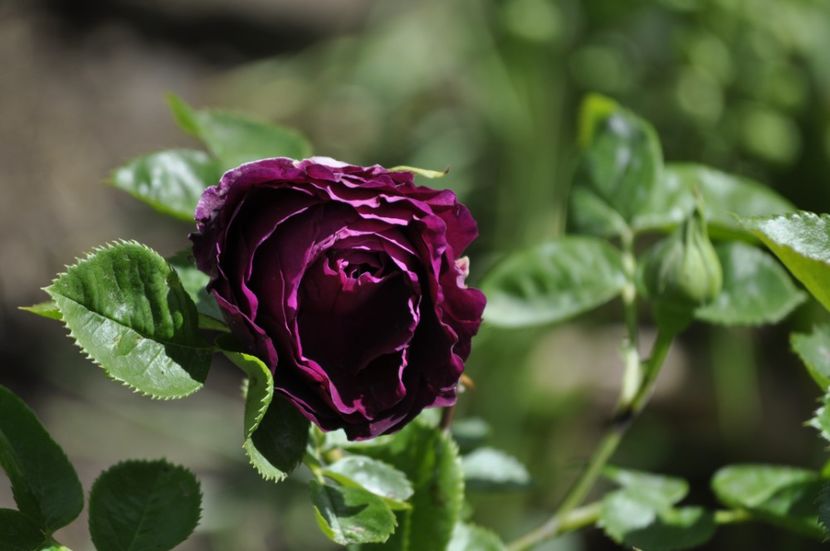 _DSC0365 - PRIMAVARA 2021_4