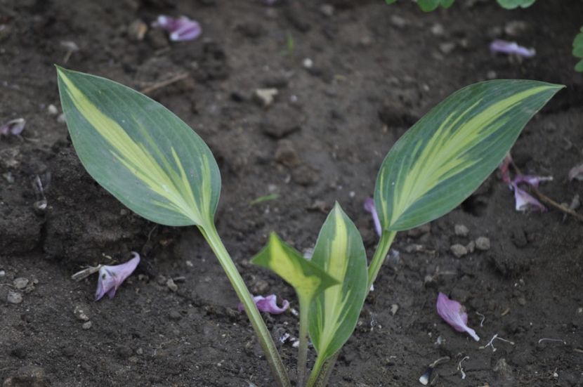 _DSC0368 - PRIMAVARA 2021_4