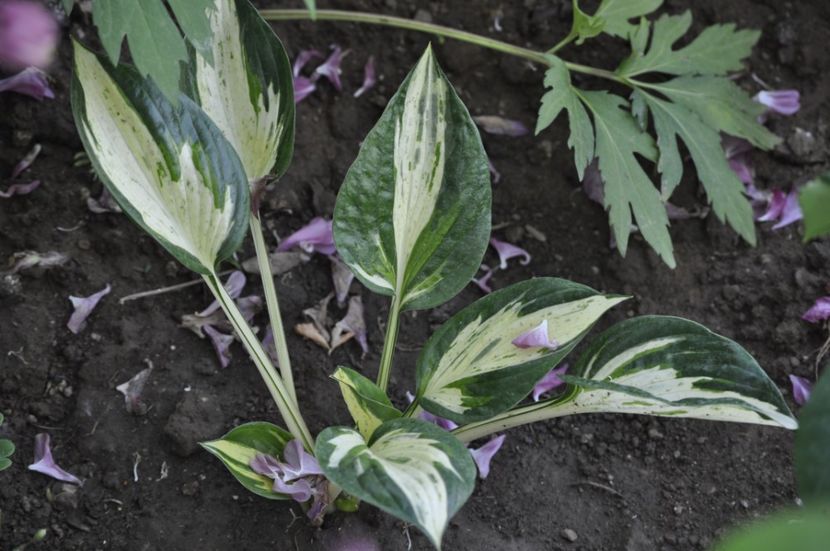 _DSC0369 - PRIMAVARA 2021_4